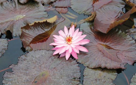 508969 (a): :2560x1600